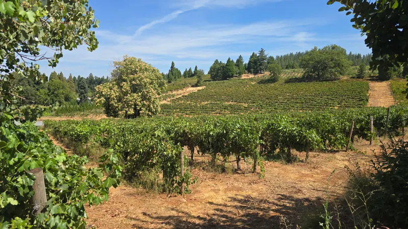 Lower vineyard rows at Biama Vineyard in Apple Hill, Camino CA